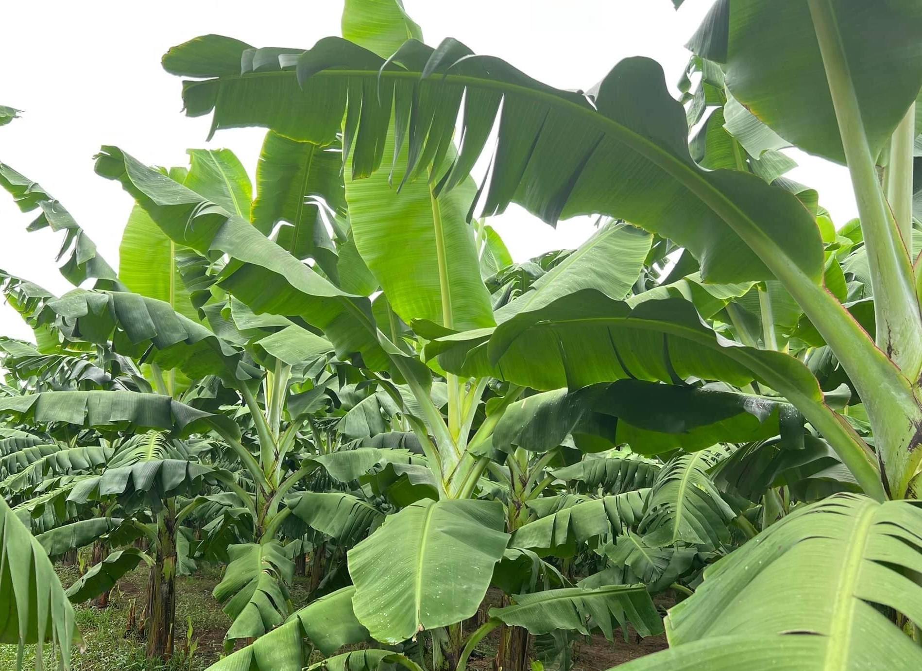 ORGANIC VIETNAMESE CAVENDISH BANANAS – FRESH WHOLESALE EXPORT | NON-GMO, SWEET & HIGH-QUALITY TROPICAL FRUIT 3