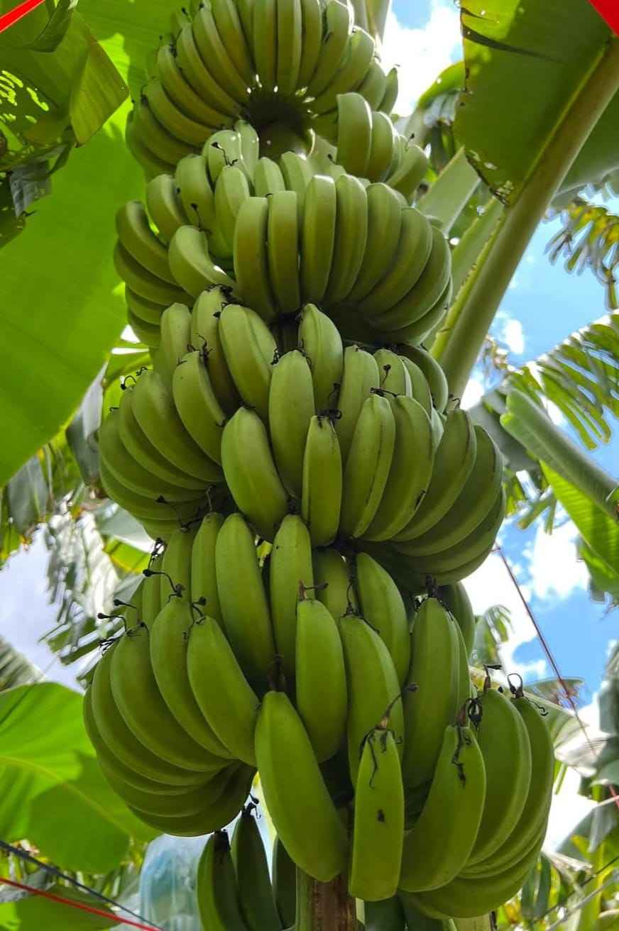ORGANIC VIETNAMESE CAVENDISH BANANAS – FRESH WHOLESALE EXPORT | NON-GMO, SWEET & HIGH-QUALITY TROPICAL FRUIT 4