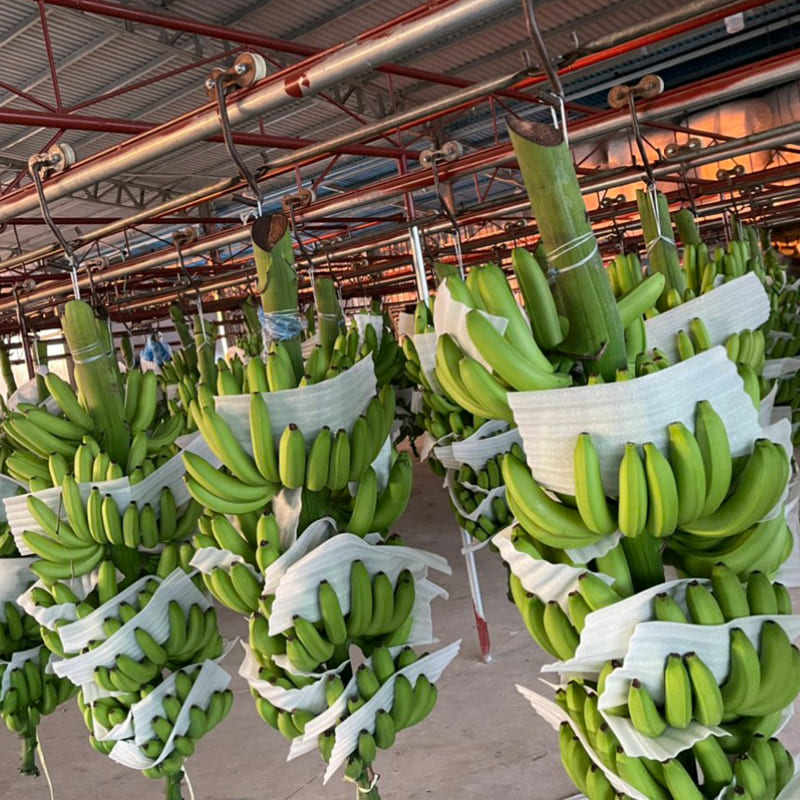 PREMIUM ORGANIC VIETNAMESE CAVENDISH BANANAS – EXPORT QUALITY | BULK SUPPLY & CUSTOM ORDERS