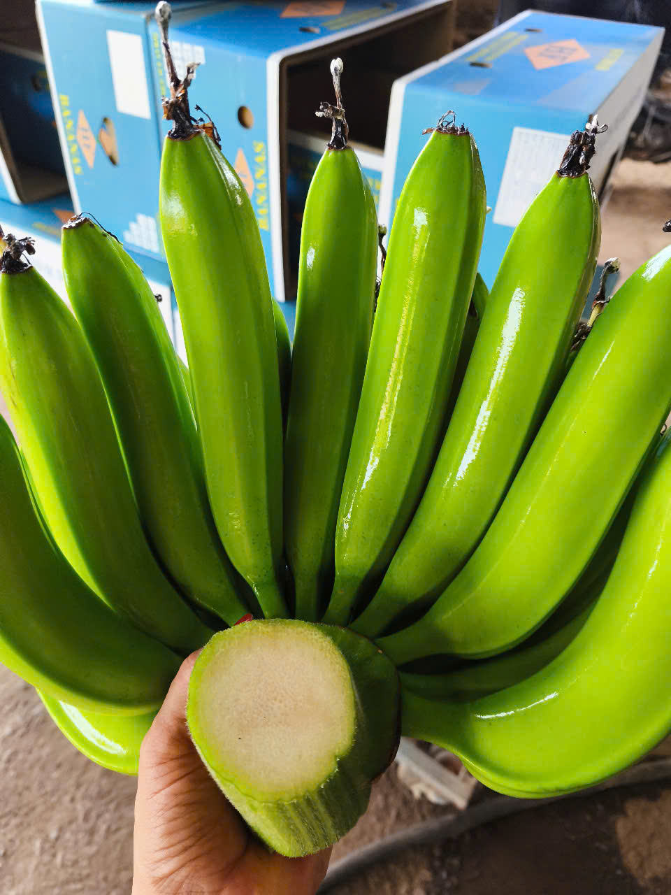 PREMIUM ORGANIC VIETNAMESE CAVENDISH BANANAS – EXPORT QUALITY | BULK SUPPLY & CUSTOM ORDERS 3
