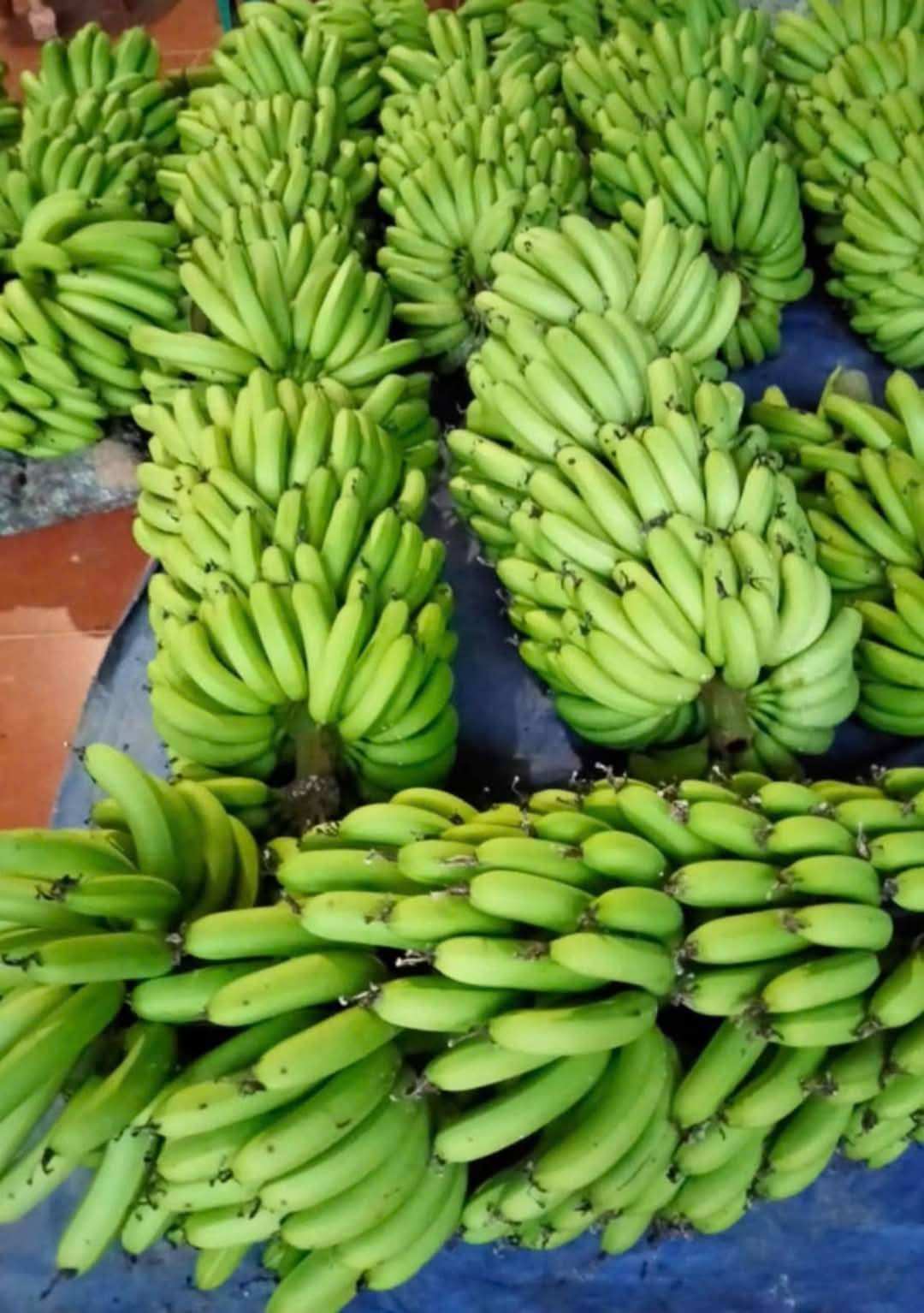 PREMIUM ORGANIC VIETNAMESE CAVENDISH BANANAS – EXPORT QUALITY | BULK SUPPLY & CUSTOM ORDERS 4