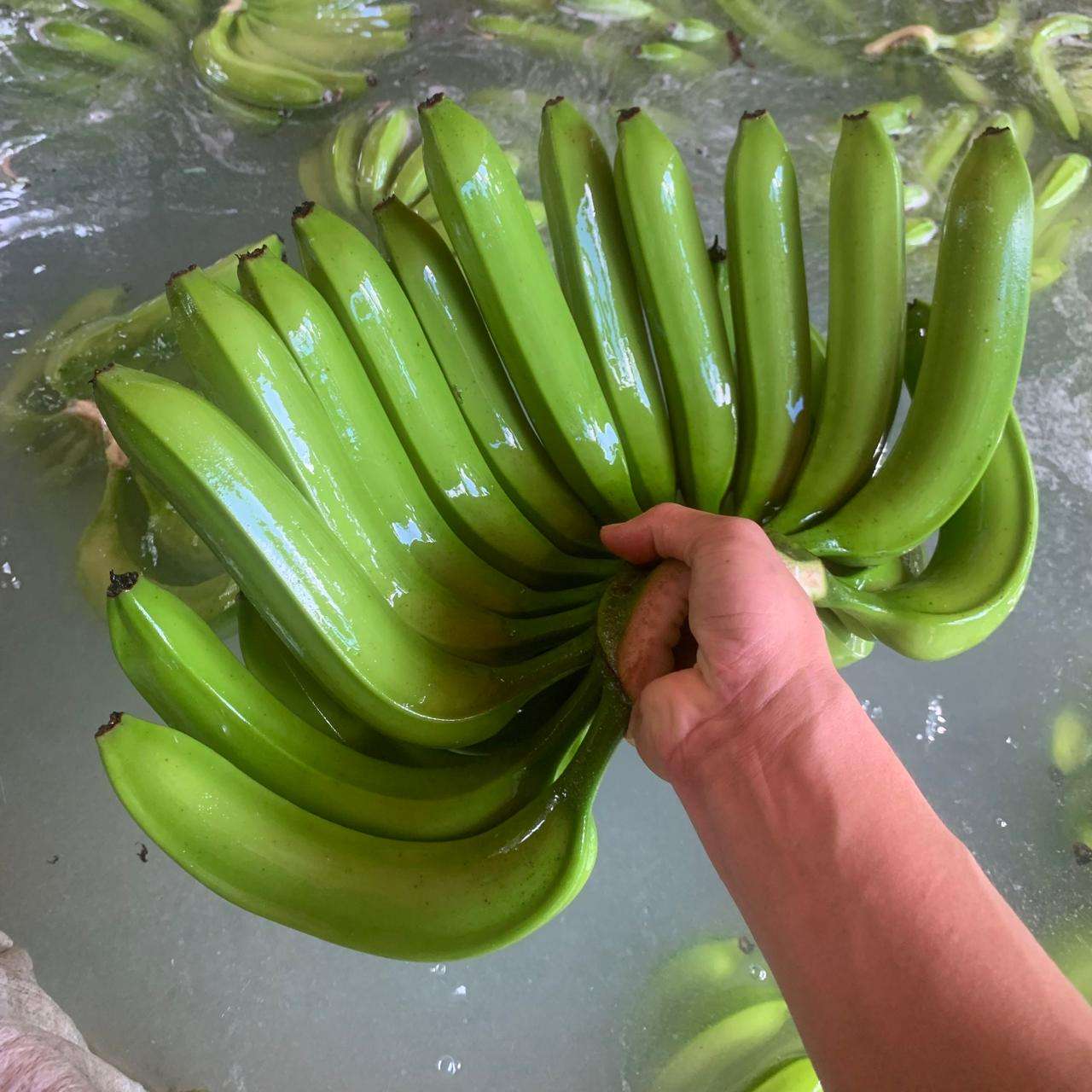 FRESH GREEN VIETNAMESE CAVENDISH BANANAS – WHOLESALE | EXPORT-READY TROPICAL FRUIT