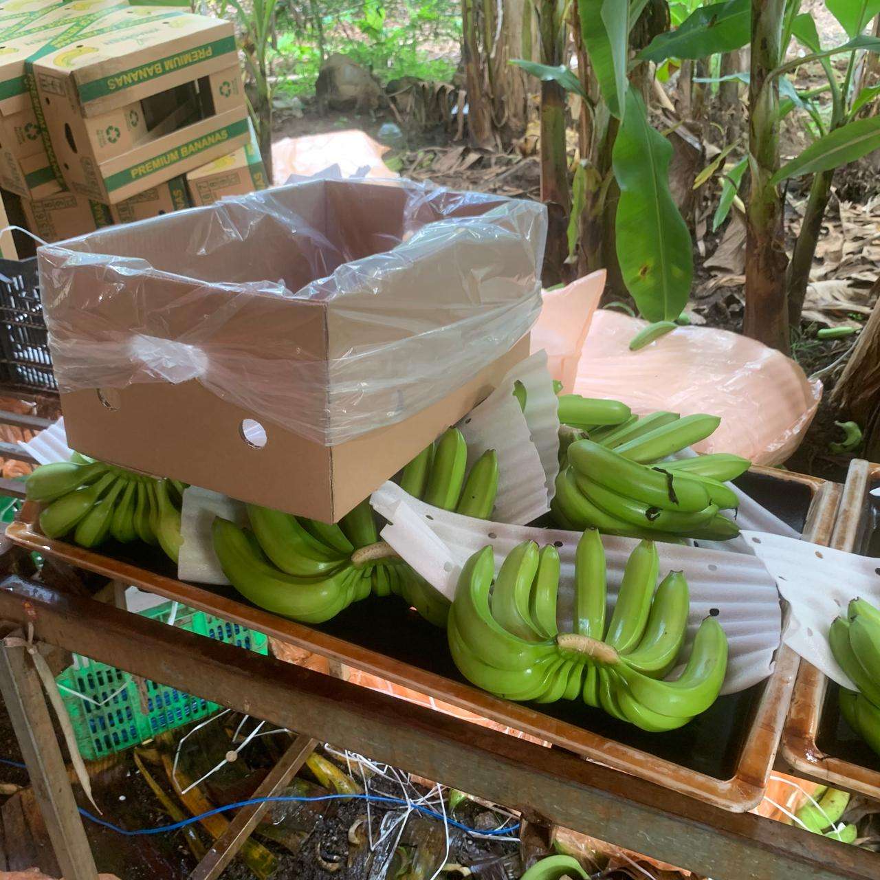 FRESH GREEN VIETNAMESE CAVENDISH BANANAS – WHOLESALE | EXPORT-READY TROPICAL FRUIT 2