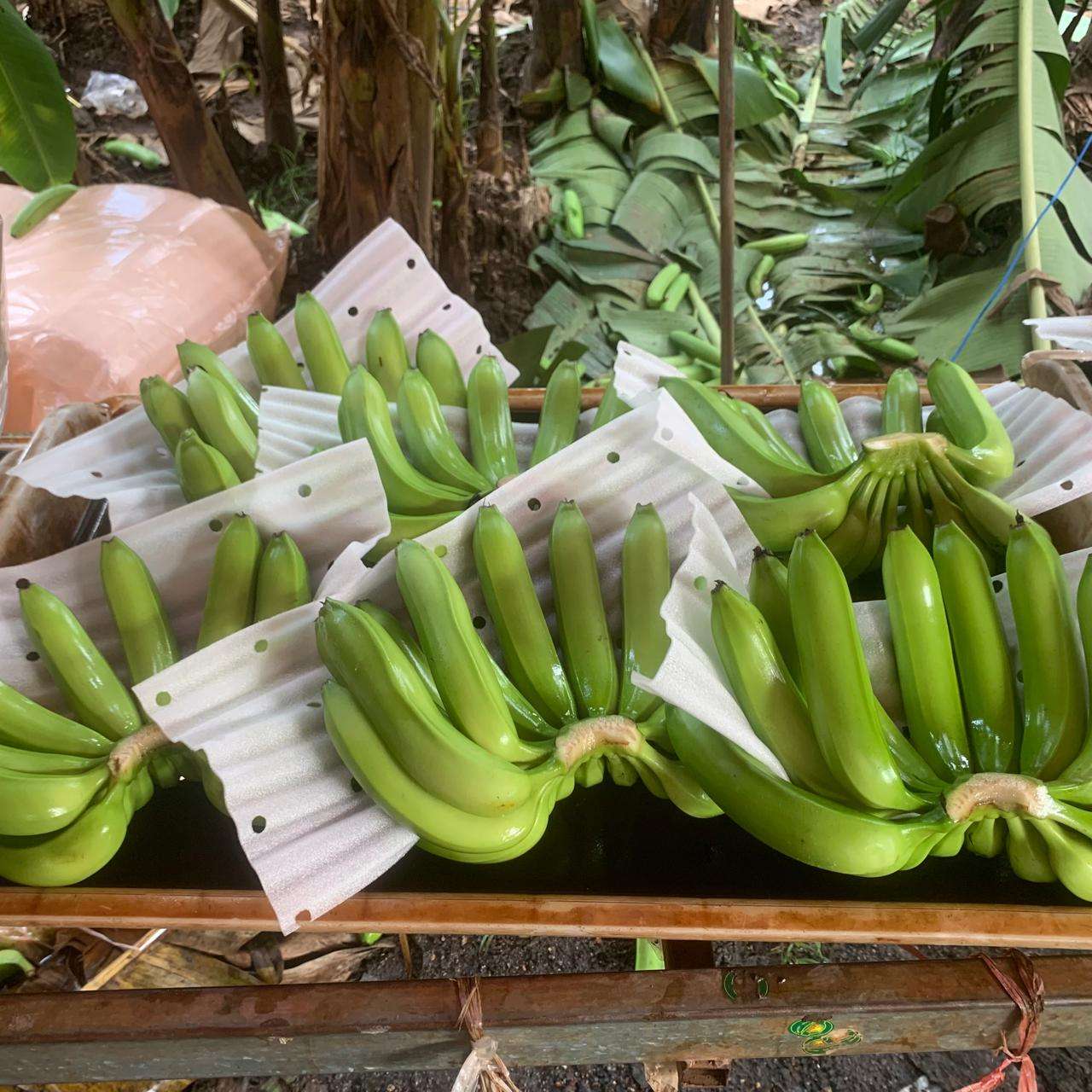 FRESH GREEN VIETNAMESE CAVENDISH BANANAS – WHOLESALE | EXPORT-READY TROPICAL FRUIT 3