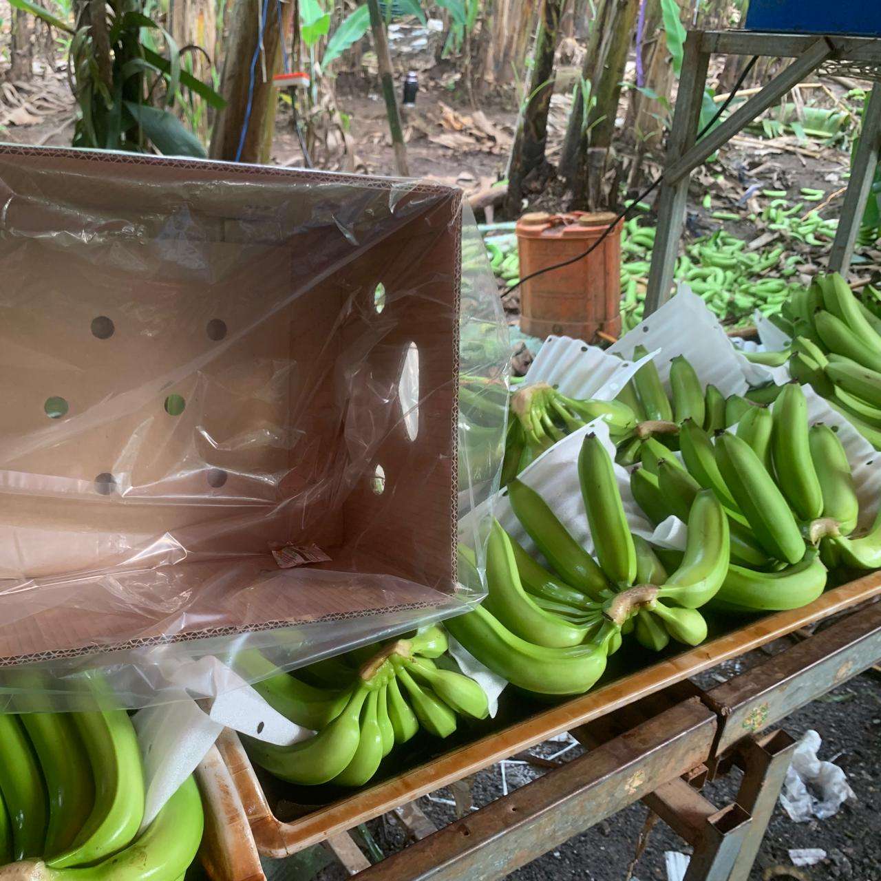 FRESH GREEN VIETNAMESE CAVENDISH BANANAS – WHOLESALE | EXPORT-READY TROPICAL FRUIT 4