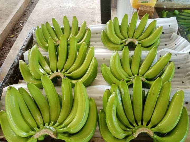 FRESH VIETNAMESE BANANAS – NATURALLY SWEET | CLEAN LABEL, NON-GMO & WHOLESALE EXPORT 3