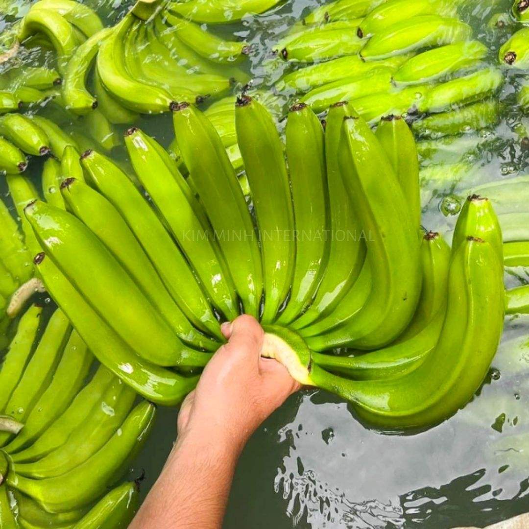 FRESH GREEN VIETNAMESE BANANAS – RELIABLE SUPPLIER | WHOLESALE EXPORT 3