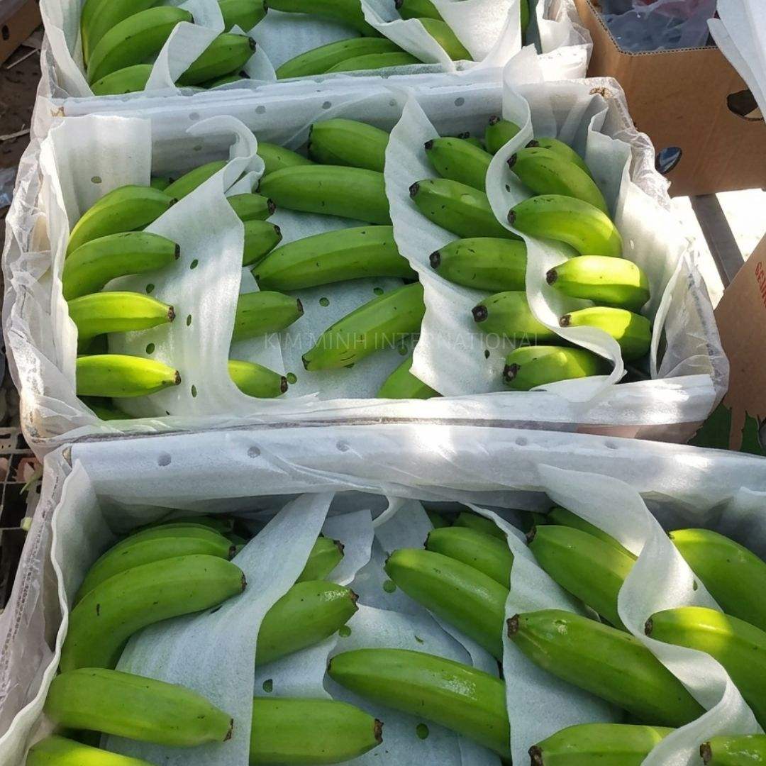 FRESH GREEN VIETNAMESE BANANAS – RELIABLE SUPPLIER | WHOLESALE EXPORT 4