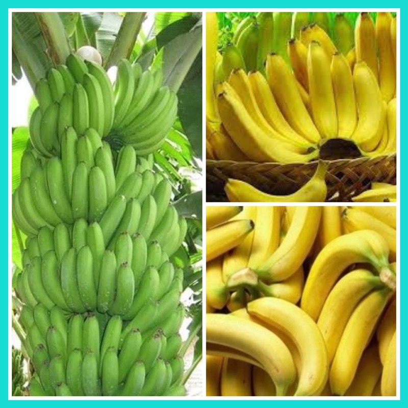 PHU THO PINK BANANAS – VIETNAMESE FRESH BANANA | WHOLESALE EXPORT SUPPLY