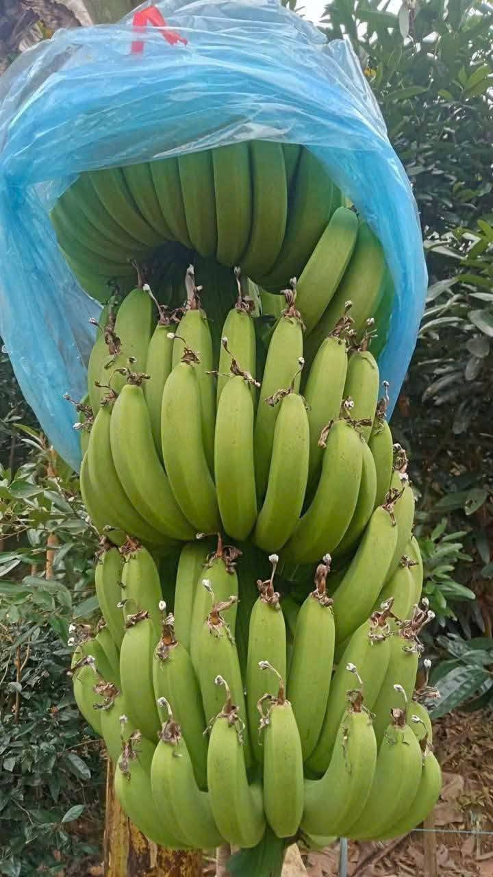 PHU THO PINK BANANAS – VIETNAMESE FRESH BANANA | WHOLESALE EXPORT SUPPLY 3