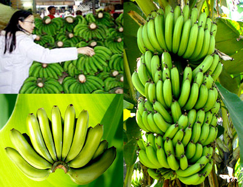 PHU THO PINK BANANAS – VIETNAMESE FRESH BANANA | WHOLESALE EXPORT SUPPLY 4