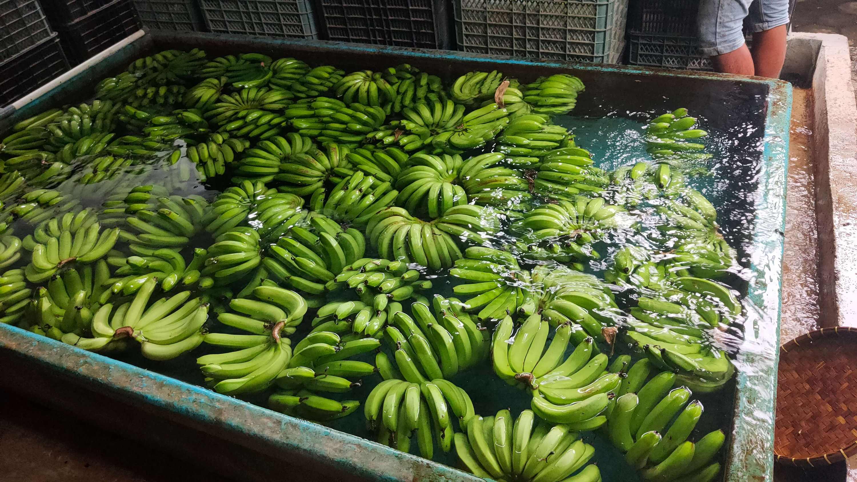 ORGANIC VIETNAMESE CAVENDISH BANANAS – FRESH & WELL-STORED | BULK FARM WHOLESALE 2