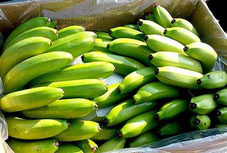 ORGANIC VIETNAMESE CAVENDISH BANANAS – FRESH & WELL-STORED | BULK FARM WHOLESALE 3
