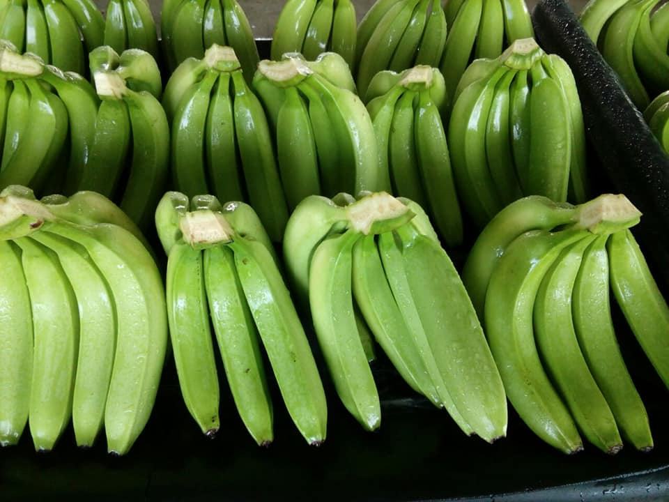 ORGANIC VIETNAMESE CAVENDISH BANANAS – FRESH & WELL-STORED | BULK FARM WHOLESALE 4