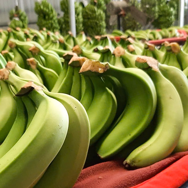 DWARF CAVENDISH BANANAS – FRESH VIETNAMESE BANANAS | WHOLESALE EXPORT SUPPLY