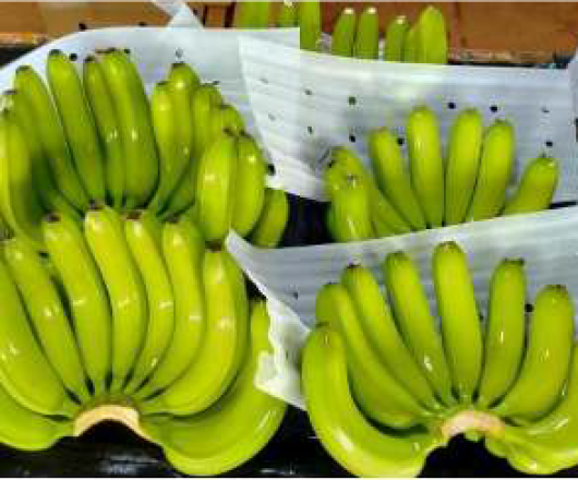 DWARF CAVENDISH BANANAS – FRESH VIETNAMESE BANANAS | WHOLESALE EXPORT SUPPLY 2
