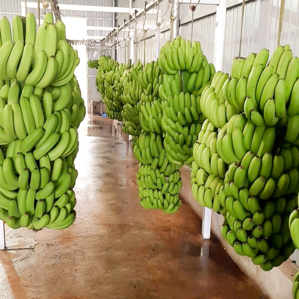 DWARF CAVENDISH BANANAS – FRESH VIETNAMESE BANANAS | WHOLESALE EXPORT SUPPLY 3