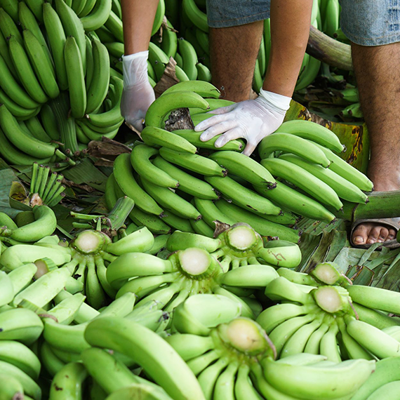 DWARF CAVENDISH BANANAS – FRESH VIETNAMESE BANANAS | WHOLESALE EXPORT SUPPLY 4
