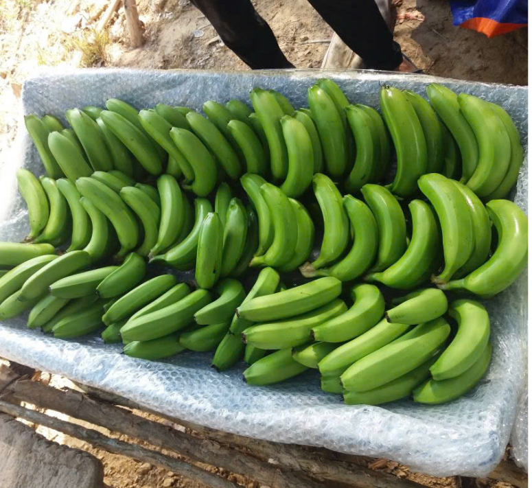 PREMIUM FRESH VIETNAMESE CAVENDISH BANANAS – BULK WHOLESALE | COMPETITIVE EXPORT SUPPLY