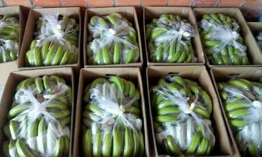 PREMIUM FRESH VIETNAMESE CAVENDISH BANANAS – BULK WHOLESALE | COMPETITIVE EXPORT SUPPLY 2