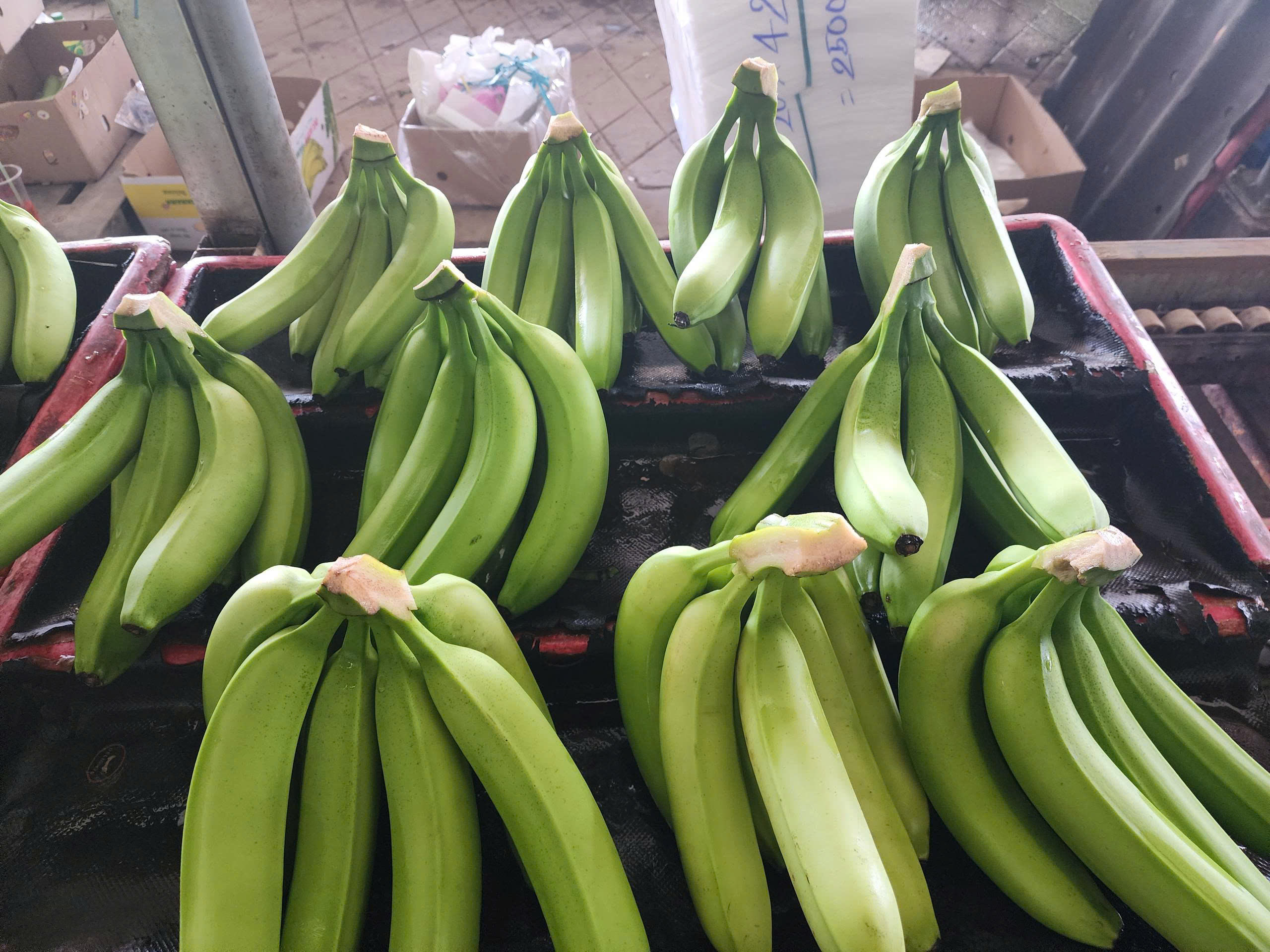 PREMIUM FRESH VIETNAMESE CAVENDISH BANANAS – BULK WHOLESALE | COMPETITIVE EXPORT SUPPLY 3