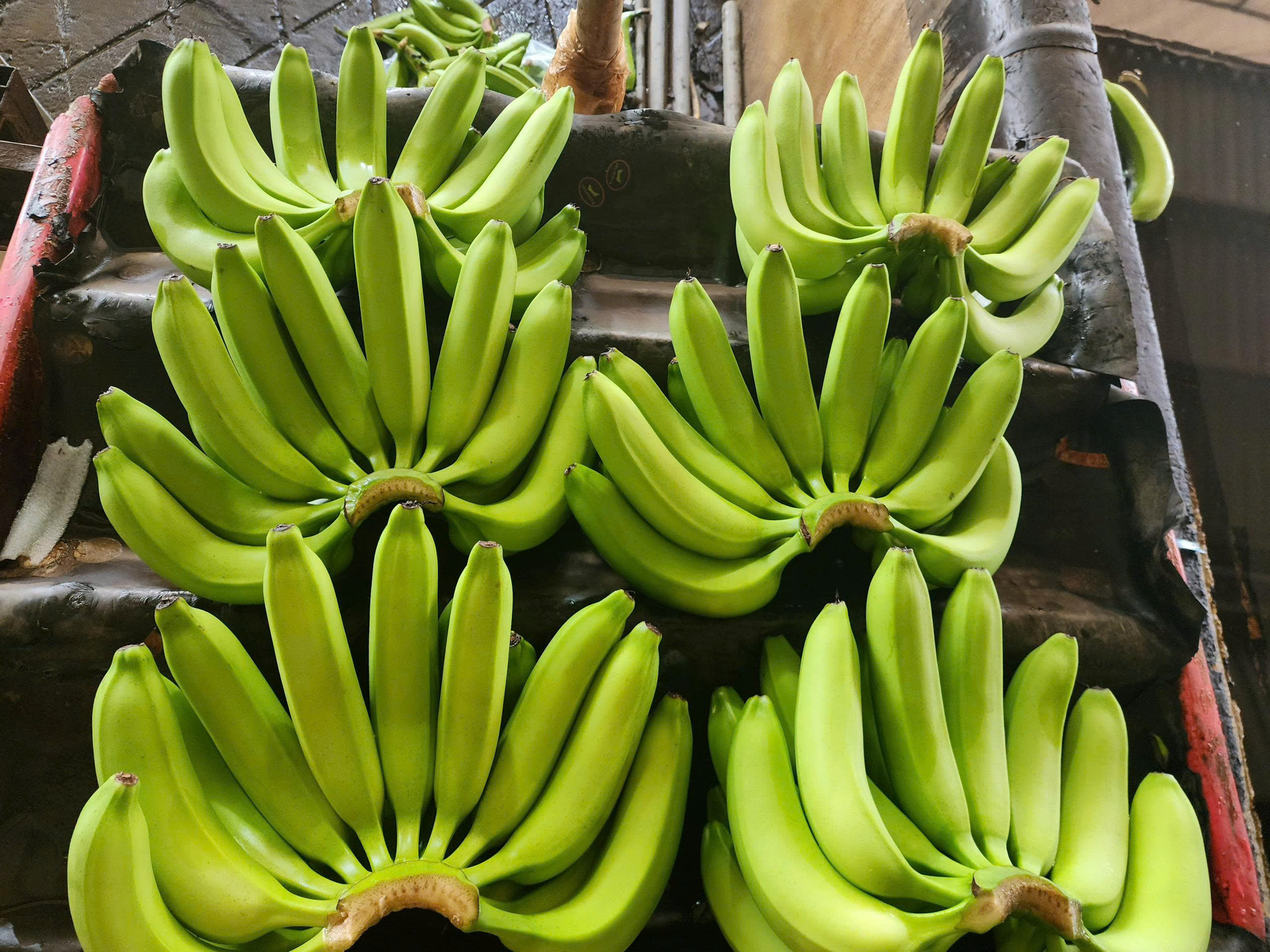 PREMIUM FRESH VIETNAMESE CAVENDISH BANANAS – BULK WHOLESALE | COMPETITIVE EXPORT SUPPLY 4