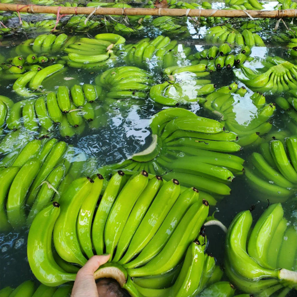 PREMIUM FRESH VIETNAMESE CAVENDISH BANANAS – NATURALLY SWEET | BULK EXPORT SUPPLY
