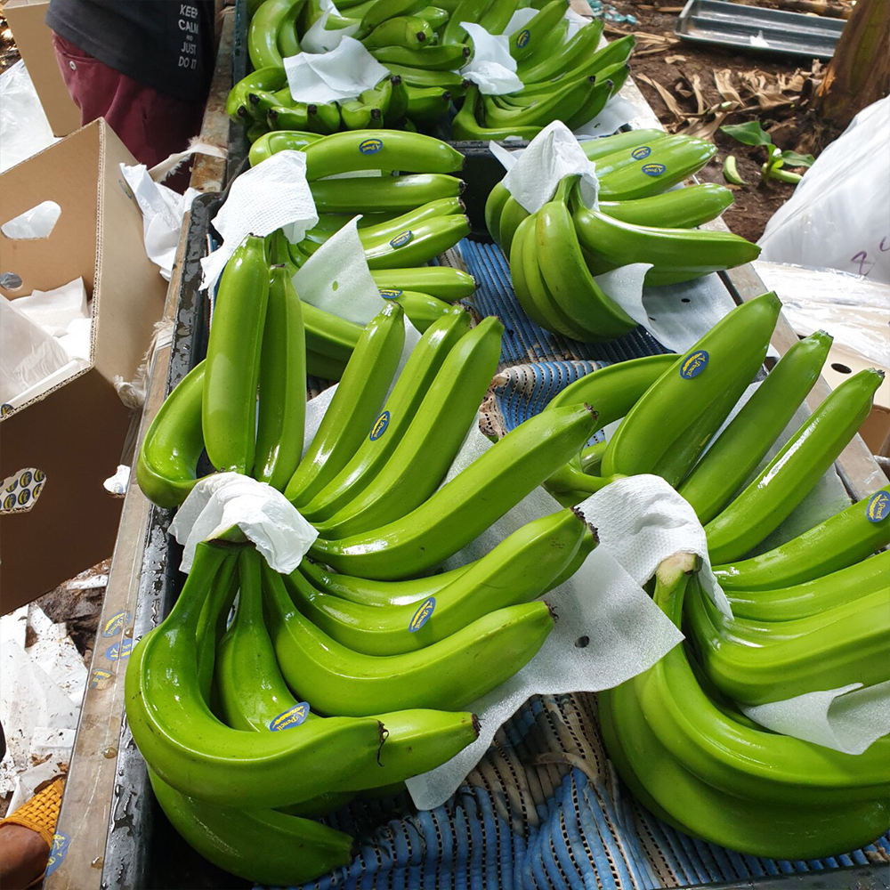 PREMIUM FRESH VIETNAMESE CAVENDISH BANANAS – NATURALLY SWEET | BULK EXPORT SUPPLY 2