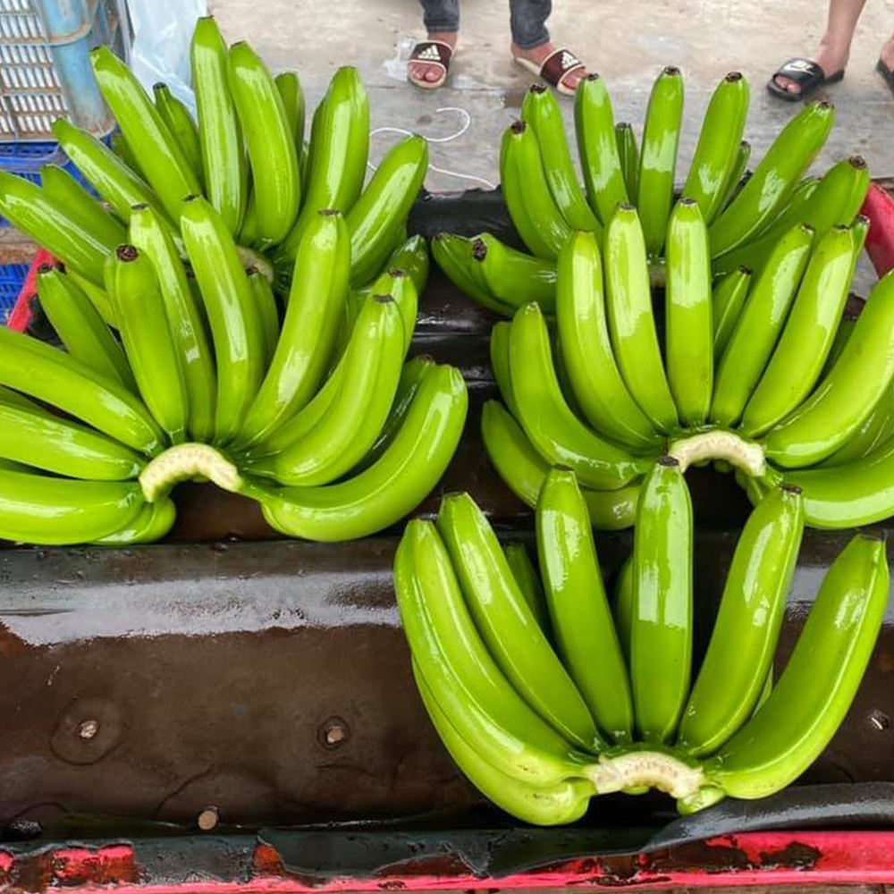 PREMIUM FRESH VIETNAMESE CAVENDISH BANANAS – NATURALLY SWEET | BULK EXPORT SUPPLY 4