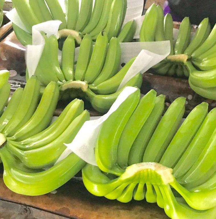 PREMIUM AA VIETNAMESE CAVENDISH GREEN BANANAS 13KG – FRESH NEW CROP | OEM CUSTOM PACKAGING
