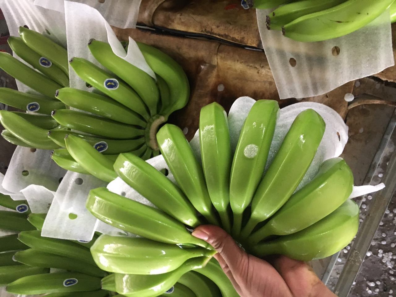 PREMIUM AA VIETNAMESE CAVENDISH GREEN BANANAS 13KG – FRESH NEW CROP | OEM CUSTOM PACKAGING 4