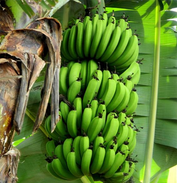 PREMIUM ORGANIC VIETNAMESE TROPICAL BANANAS – FRESH HARVEST | CAREFULLY PACKED FOR EXPORT 2