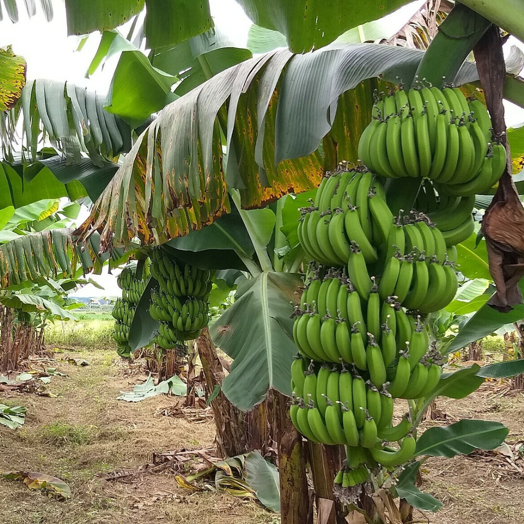 PREMIUM ORGANIC VIETNAMESE TROPICAL BANANAS – FRESH HARVEST | CAREFULLY PACKED FOR EXPORT 3