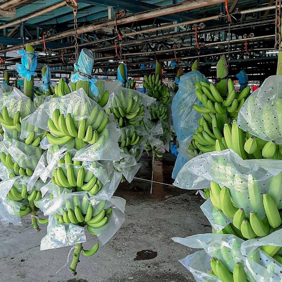 PREMIUM ORGANIC VIETNAMESE TROPICAL BANANAS – FRESH HARVEST | CAREFULLY PACKED FOR EXPORT 4