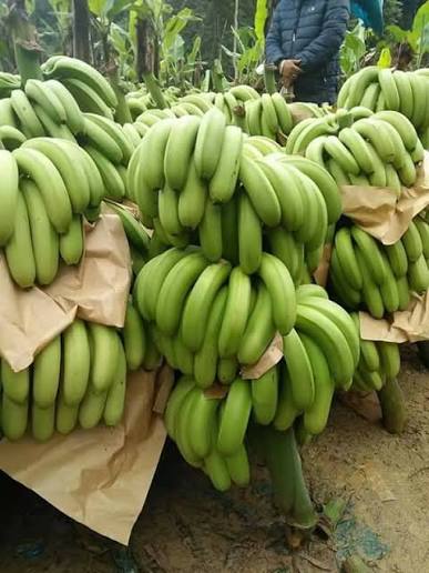 SON LA PINK BANANAS – FRESH VIETNAMESE SPECIALTY FRUIT | WHOLESALE EXPORT SUPPLY 2