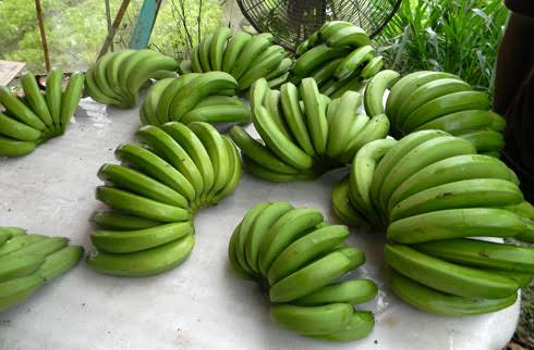 SON LA PINK BANANAS – FRESH VIETNAMESE SPECIALTY FRUIT | WHOLESALE EXPORT SUPPLY 3
