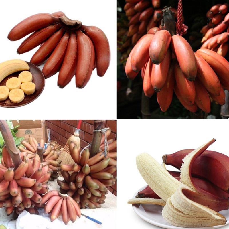 RED NGU BANANAS – VIETNAMESE PREMIUM SPECIALTY FRUIT | WHOLESALE EXPORT  Vietnamese Name: Chuối ngự đỏ