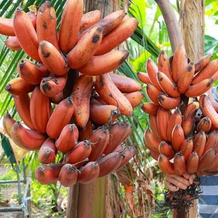 RED NGU BANANAS – VIETNAMESE PREMIUM SPECIALTY FRUIT | WHOLESALE EXPORT  Vietnamese Name: Chuối ngự đỏ 3