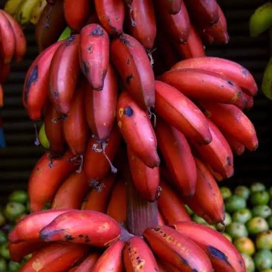 RED NGU BANANAS – VIETNAMESE PREMIUM SPECIALTY FRUIT | WHOLESALE EXPORT  Vietnamese Name: Chuối ngự đỏ 4