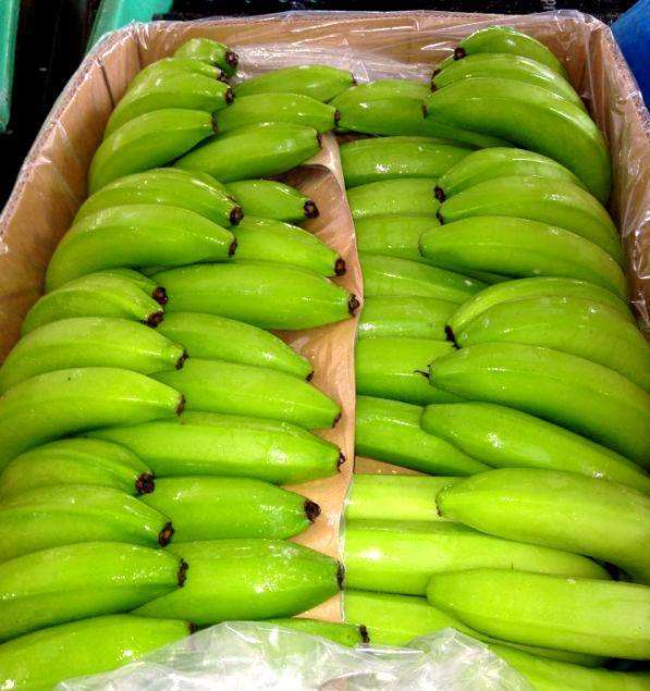 ORGANIC VIETNAMESE CAVENDISH BANANAS 13.5KG – PREMIUM FRESH EXPORT | LONG-SHELF-LIFE SUPPLY 2
