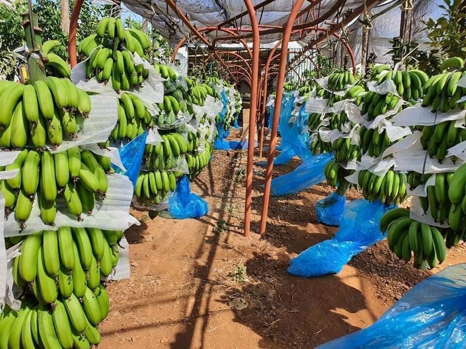 ORGANIC VIETNAMESE CAVENDISH BANANAS 13.5KG – PREMIUM FRESH EXPORT | LONG-SHELF-LIFE SUPPLY 3