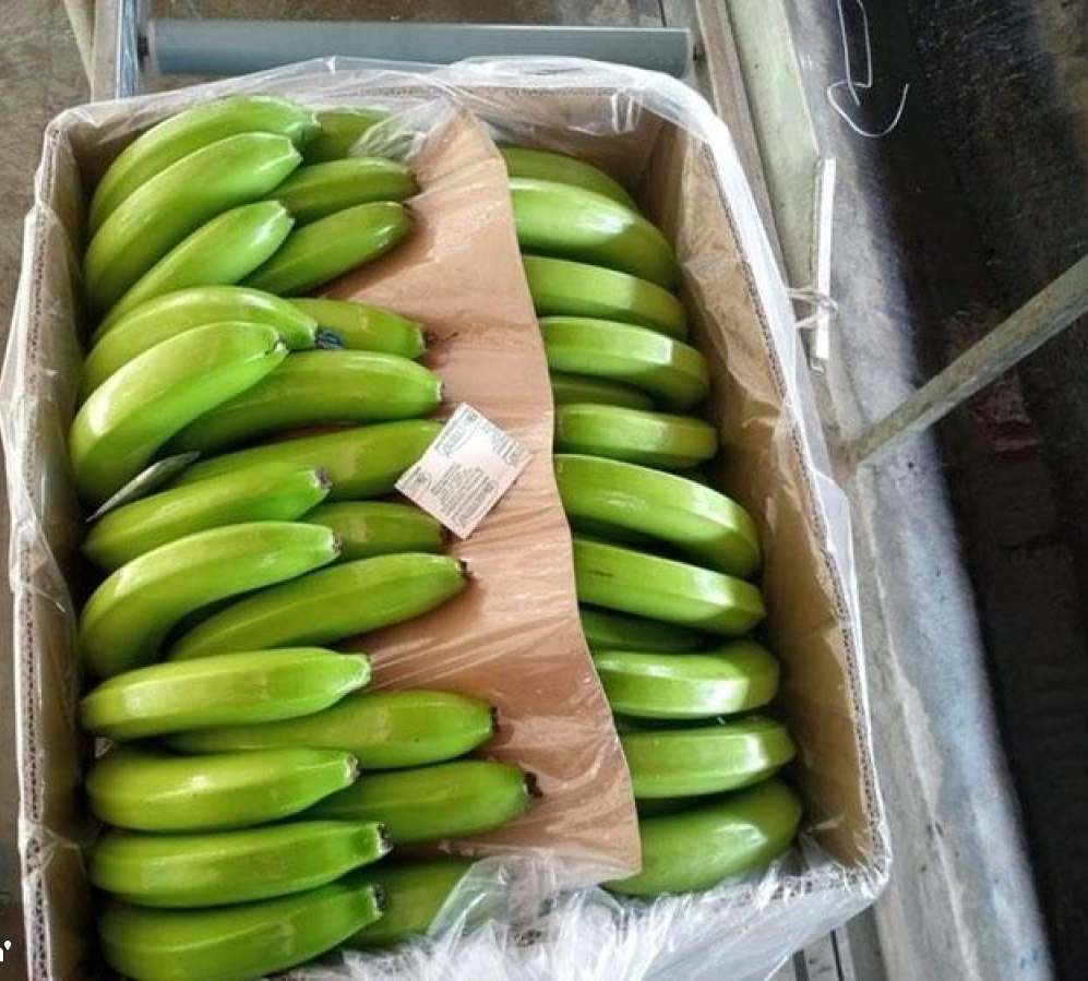PREMIUM FRESH GREEN VIETNAMESE CAVENDISH BANANAS – NATURALLY SWEET | WHOLESALE EXPORT SUPPLY 2