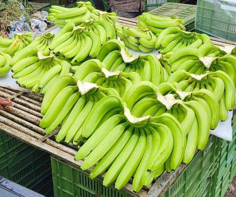 PREMIUM FRESH GREEN VIETNAMESE CAVENDISH BANANAS – NATURALLY SWEET | WHOLESALE EXPORT SUPPLY 3