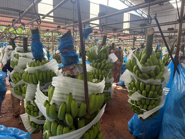FRESH VIETNAMESE CAVENDISH BANANAS – EXPORT SUPPLY | FOR SMOOTHIES, DESSERTS & FOODservice 4