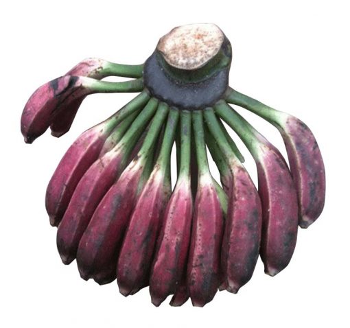 QUANG NAM CAU BANANAS – FRESH VIETNAMESE SPECIALTY FRUIT | WHOLESALE EXPORT 3