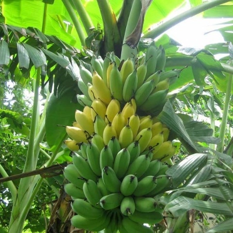 DRIED VIETNAMESE WILD BANANAS 1KG – TAY NGUYEN SPECIALTY | WHOLESALE EXPORT SUPPLY 3