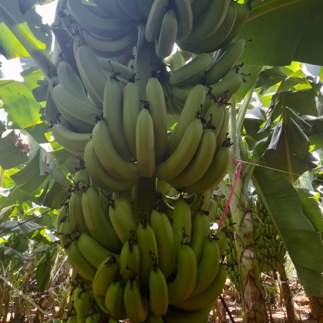 WHOLE DRIED VIETNAMESE WILD BANANAS 1KG – SPECIALTY DRIED FRUIT | WHOLESALE EXPORT 3
