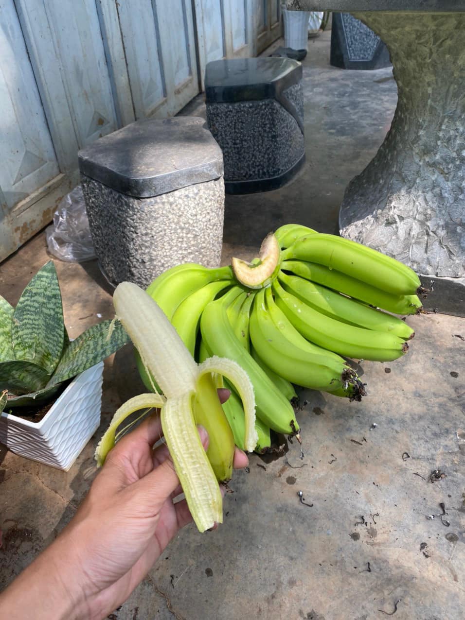 WHOLESALE VIETNAMESE BANANAS – FRESH, FROZEN & DRIED | MEKONG DELTA SUPPLY 2