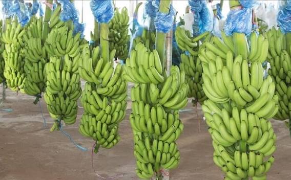 WHOLESALE VIETNAMESE BANANAS – FRESH, FROZEN & DRIED | MEKONG DELTA SUPPLY 3