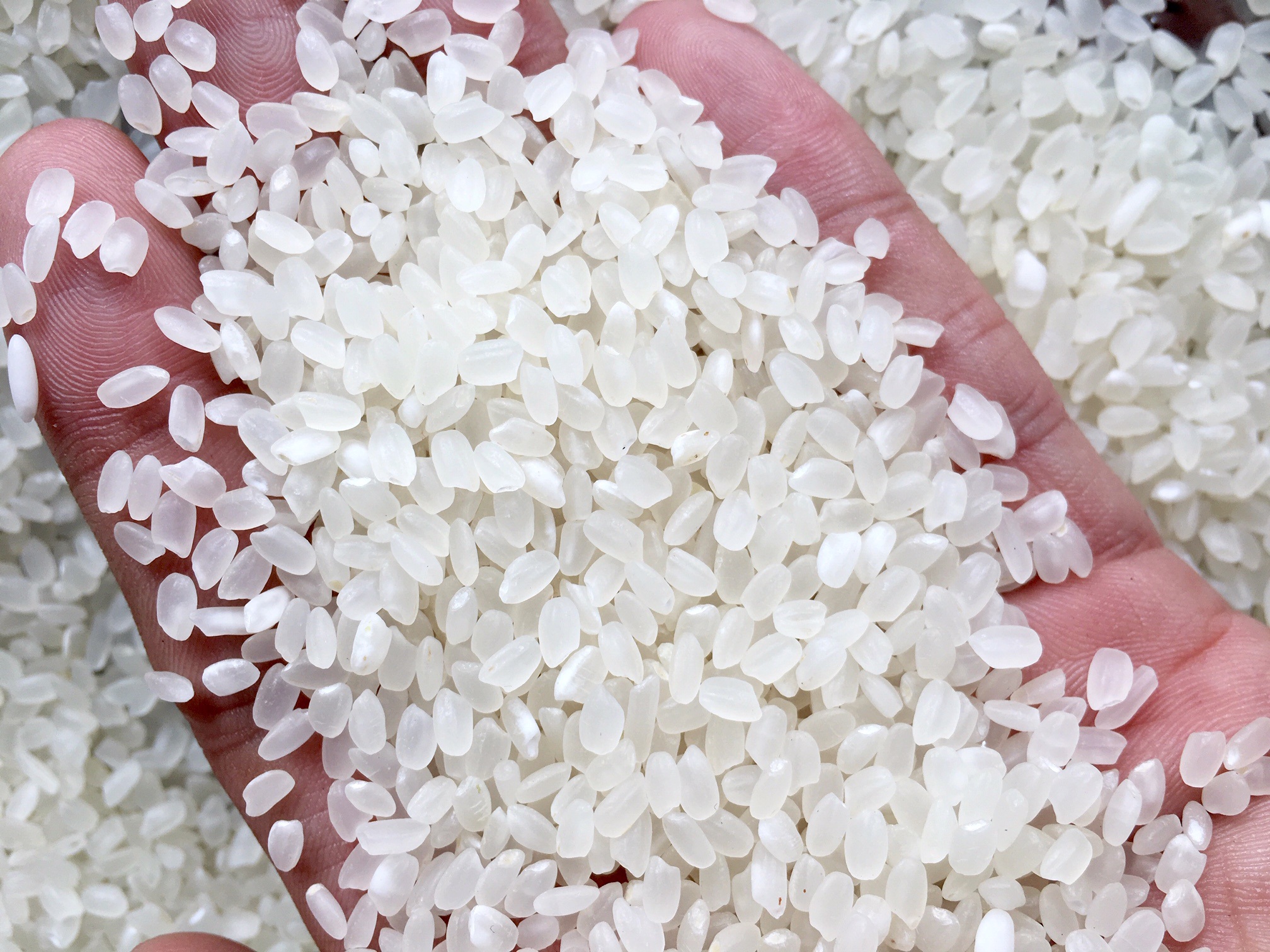 PREMIUM VIETNAMESE JAPONICA RICE 5% BROKEN – COMPETITIVE PRICE | DIRECT EXPORT SUPPLY 3